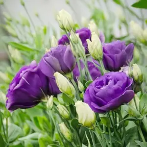 Purple Lisianthus Seeds - 20 Pcs Perennial Cut Flower Seeds, Heirloom & Non-GMO for Containers & Raised Beds