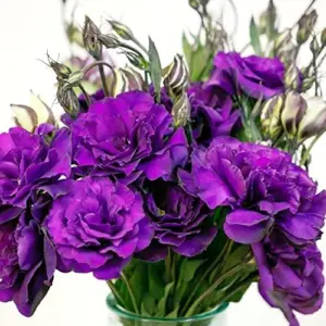 Purple Lisianthus Seeds - 20 Pcs Perennial Cut Flower Seeds, Heirloom & Non-GMO for Containers & Raised Beds