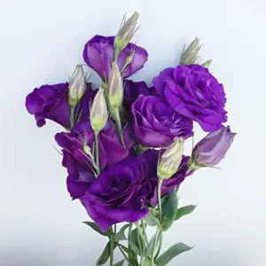 Purple Lisianthus Seeds - 20 Pcs Perennial Cut Flower Seeds, Heirloom & Non-GMO for Containers & Raised Beds