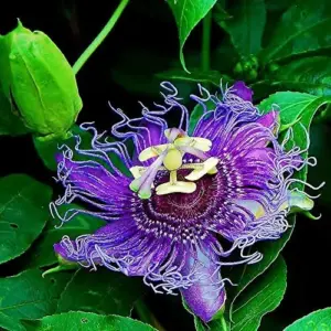 Purple Passion Vine Seeds - Passiflora Incarnata Perennial Showy Evergreen - 100 Count
