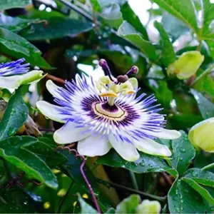 Purple Passion Vine Seeds - Passiflora Incarnata Perennial Showy Evergreen - 100 Count