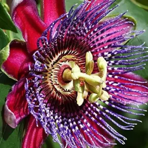 Purple Passion Vine Seeds - Passiflora Incarnata Perennial Showy Evergreen - 100 Count