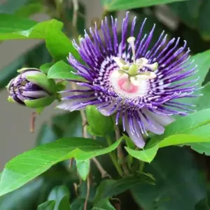 Purple Passion Vine Seeds - Passiflora Incarnata Perennial Showy Evergreen - 100 Count