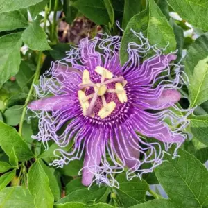 Purple Passion Vine Seeds - Passiflora Incarnata Perennial Showy Evergreen - 100 Count