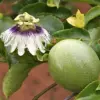 Purple Passionflower Seeds Maypop Edible Fruit Vine 200Pcs Fragrant Drought Tolerant