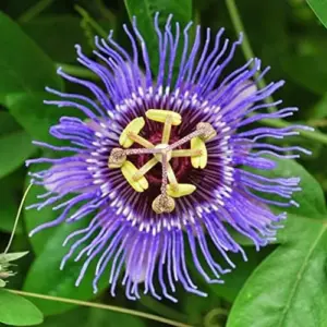 Purple Passionflower Seeds Maypop Edible Fruit Vine 200Pcs Fragrant Drought Tolerant