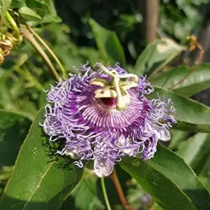 Purple Passionflower Seeds Maypop Edible Fruit Vine 200Pcs Fragrant Drought Tolerant