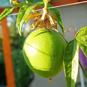 Purple Passionflower Seeds Maypop Edible Fruit Vine 200Pcs Fragrant Drought Tolerant