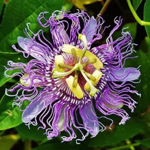 Purple Passionflower Seeds Maypop Edible Fruit Vine 200Pcs Fragrant Drought Tolerant