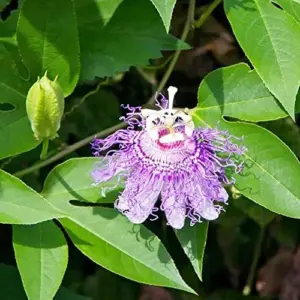 Purple Passionflower Seeds Maypop Edible Fruit Vine 200Pcs Fragrant Drought Tolerant