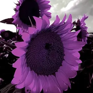 Purple Sunflower Seeds, Ornamental Flower Seeds, 25 Count, Purple, Non-GMO
