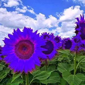Purple Sunflower Seeds, Ornamental Flower Seeds, 25 Count, Purple, Non-GMO