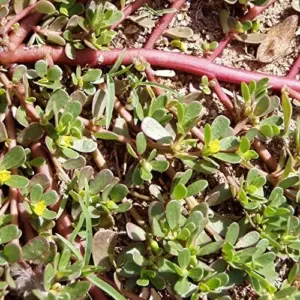 Purslane Seeds Verdolaga Succulent Annual Herb, 3000 Pcs, Yellow, GMO-Free