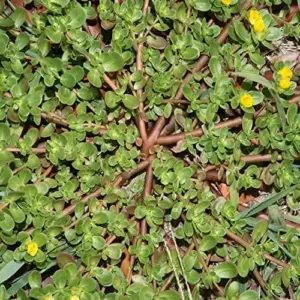 Purslane Seeds Verdolaga Succulent Annual Herb, 3000 Pcs, Yellow, GMO-Free