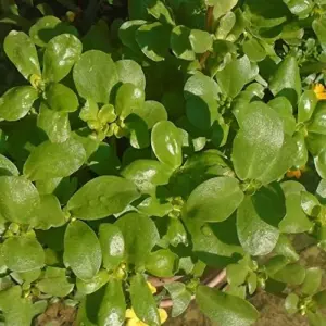 Purslane Seeds Verdolaga Succulent Annual Herb, 3000 Pcs, Yellow, GMO-Free