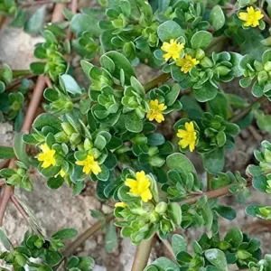Purslane Seeds Verdolaga Succulent Annual Herb, 3000 Pcs, Yellow, GMO-Free