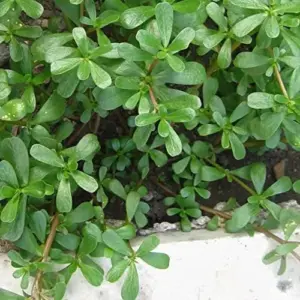 Purslane Seeds Verdolaga Succulent Annual Herb, 3000 Pcs, Yellow, GMO-Free