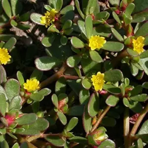 Purslane Seeds Verdolaga Succulent Annual Herb, 3000 Pcs, Yellow, GMO-Free