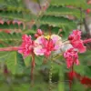 Red Bird of Paradise Seeds Caesalpinia Pulcherrima Shrub Heat Tolerant Fast Growing Attracts Pollinators Patio Borders Outdoor 10Pcs Flower Seeds
