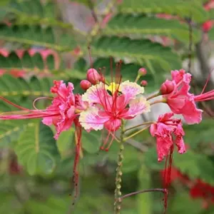 Red Bird of Paradise Seeds Caesalpinia Pulcherrima Shrub Heat Tolerant Fast Growing Attracts Pollinators Patio Borders Outdoor 10Pcs Flower Seeds