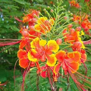 Red Bird of Paradise Seeds Caesalpinia Pulcherrima Shrub Heat Tolerant Fast Growing Attracts Pollinators Patio Borders Outdoor 10Pcs Flower Seeds