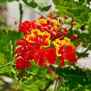 Red Bird of Paradise Seeds Caesalpinia Pulcherrima Shrub Heat Tolerant Fast Growing Attracts Pollinators Patio Borders Outdoor 10Pcs Flower Seeds
