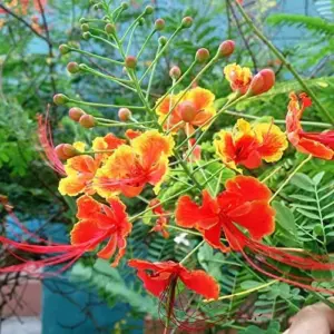 Red Bird of Paradise Seeds Caesalpinia Pulcherrima Shrub Heat Tolerant Fast Growing Attracts Pollinators Patio Borders Outdoor 10Pcs Flower Seeds