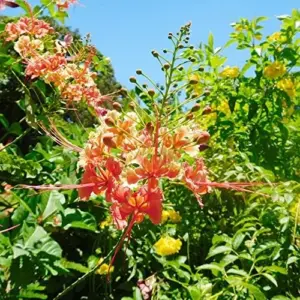 Red Bird of Paradise Seeds Caesalpinia Pulcherrima Shrub Heat Tolerant Fast Growing Attracts Pollinators Patio Borders Outdoor 10Pcs Flower Seeds