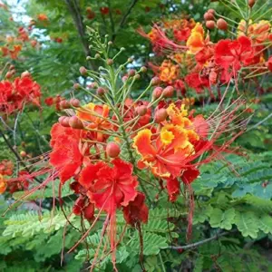 Red Bird of Paradise Seeds Caesalpinia Pulcherrima Shrub Heat Tolerant Fast Growing Attracts Pollinators Patio Borders Outdoor 10Pcs Flower Seeds