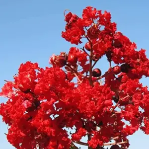 Red Crepe Myrtle Seeds, Deciduous Flowering Tree, 35 Pcs, Red, Low Maintenance Hedge & Screen