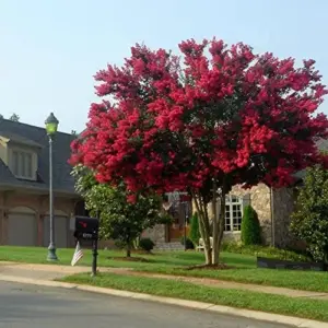 Red Crepe Myrtle Seeds, Deciduous Flowering Tree, 35 Pcs, Red, Low Maintenance Hedge & Screen