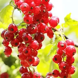 Red Currant Seeds Ribes Rubrum - Edible Berry Shrub Seeds, 50 Pcs, Red