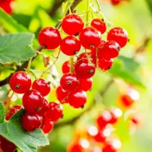 Red Currant Seeds Ribes Rubrum - Edible Berry Shrub Seeds, 50 Pcs, Red
