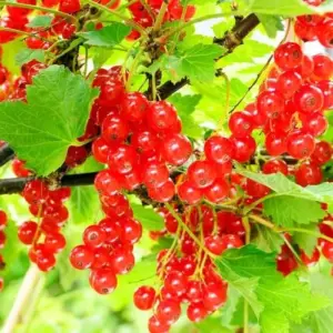 Red Currant Seeds Ribes Rubrum - Edible Berry Shrub Seeds, 50 Pcs, Red