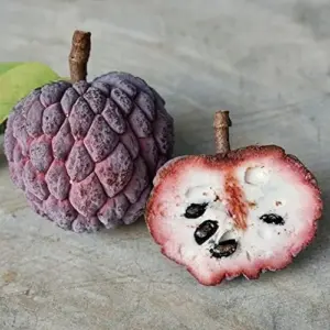 Red Custard Apple Seeds - Sweet, Creamy & Tangy Fruit - Outdoor 10 Count - Red Organic