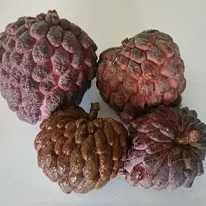 Red Custard Apple Seeds - Sweet, Creamy & Tangy Fruit - Outdoor 10 Count - Red Organic