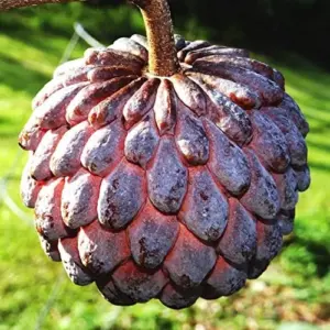 Red Custard Apple Seeds - Sweet, Creamy & Tangy Fruit - Outdoor 10 Count - Red Organic