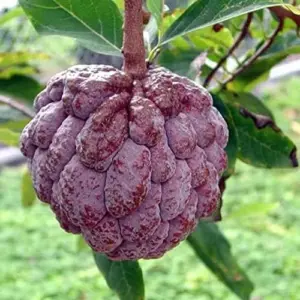 Red Custard Apple Seeds - Sweet, Creamy & Tangy Fruit - Outdoor 10 Count - Red Organic