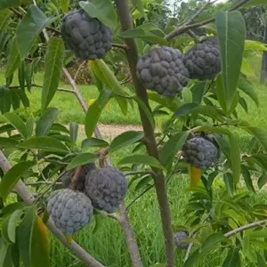 Red Custard Apple Seeds - Sweet, Creamy & Tangy Fruit - Outdoor 10 Count - Red Organic