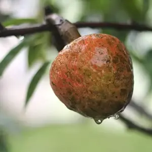 Red Custard Apple Tree Seeds Annona Reticulata Tropical Fruit Tree Delicious Sweet Fruit Outdoor Garden 10 Seeds Red