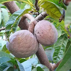 Red Custard Apple Tree Seeds Annona Reticulata Tropical Fruit Tree Delicious Sweet Fruit Outdoor Garden 10 Seeds Red