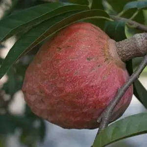 Red Custard Apple Tree Seeds Annona Reticulata Tropical Fruit Tree Delicious Sweet Fruit Outdoor Garden 10 Seeds Red