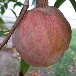 Red Custard Apple Tree Seeds Annona Reticulata Tropical Fruit Tree Delicious Sweet Fruit Outdoor Garden 10 Seeds Red