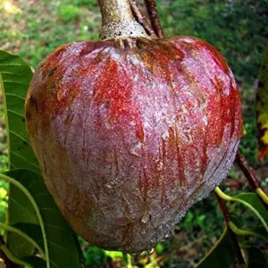 Red Custard Apple Tree Seeds Annona Reticulata Tropical Fruit Tree Delicious Sweet Fruit Outdoor Garden 10 Seeds Red