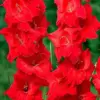 Red Gladiolus Flower Seeds 50Pcs - Annual, Low Maintenance, Attracts Butterflies & Hummingbirds, Deer Resistant for Garden, Patio & Cut Flowers