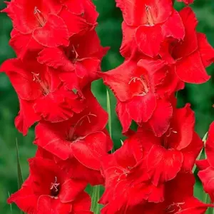Red Gladiolus Flower Seeds 50Pcs - Annual, Low Maintenance, Attracts Butterflies & Hummingbirds, Deer Resistant for Garden, Patio & Cut Flowers