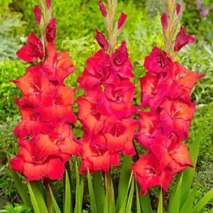 Red Gladiolus Flower Seeds 50Pcs - Annual, Low Maintenance, Attracts Butterflies & Hummingbirds, Deer Resistant for Garden, Patio & Cut Flowers