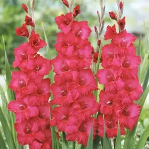 Red Gladiolus Flower Seeds 50Pcs - Annual, Low Maintenance, Attracts Butterflies & Hummingbirds, Deer Resistant for Garden, Patio & Cut Flowers