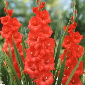Red Gladiolus Flower Seeds 50Pcs - Annual, Low Maintenance, Attracts Butterflies & Hummingbirds, Deer Resistant for Garden, Patio & Cut Flowers