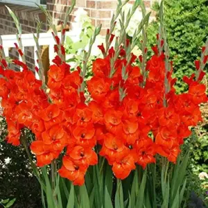Red Gladiolus Flower Seeds 50Pcs - Annual, Low Maintenance, Attracts Butterflies & Hummingbirds, Deer Resistant for Garden, Patio & Cut Flowers